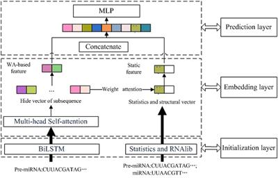 PMMS: Predicting essential miRNAs based on multi-head self-attention mechanism and sequences